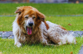 hund-wuergt-ohne-erbrechen