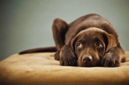 hund-zittert-und-hechelt
