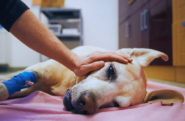 wann-hund-einschlaefern