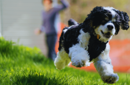 wann-werden-hunde-ruhiger