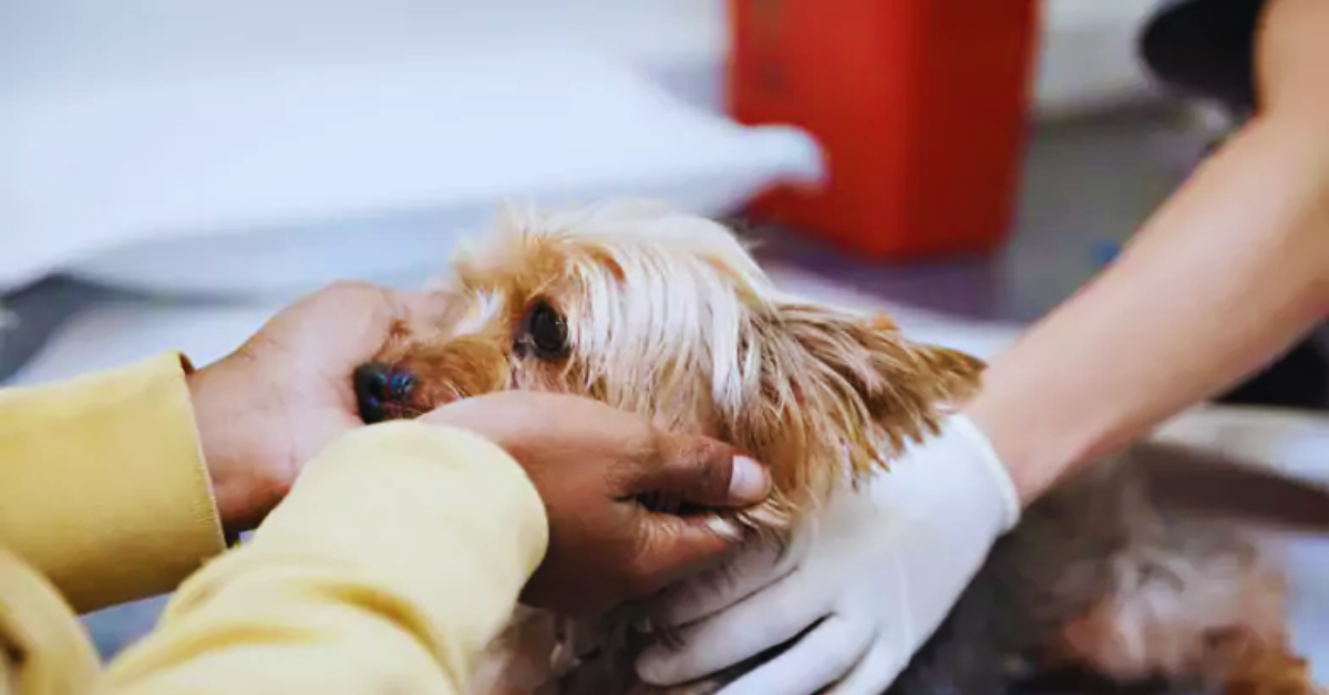 Hund röchelt und würgt Ursachen, Erste Hilfe und Pflegetipps [2025]