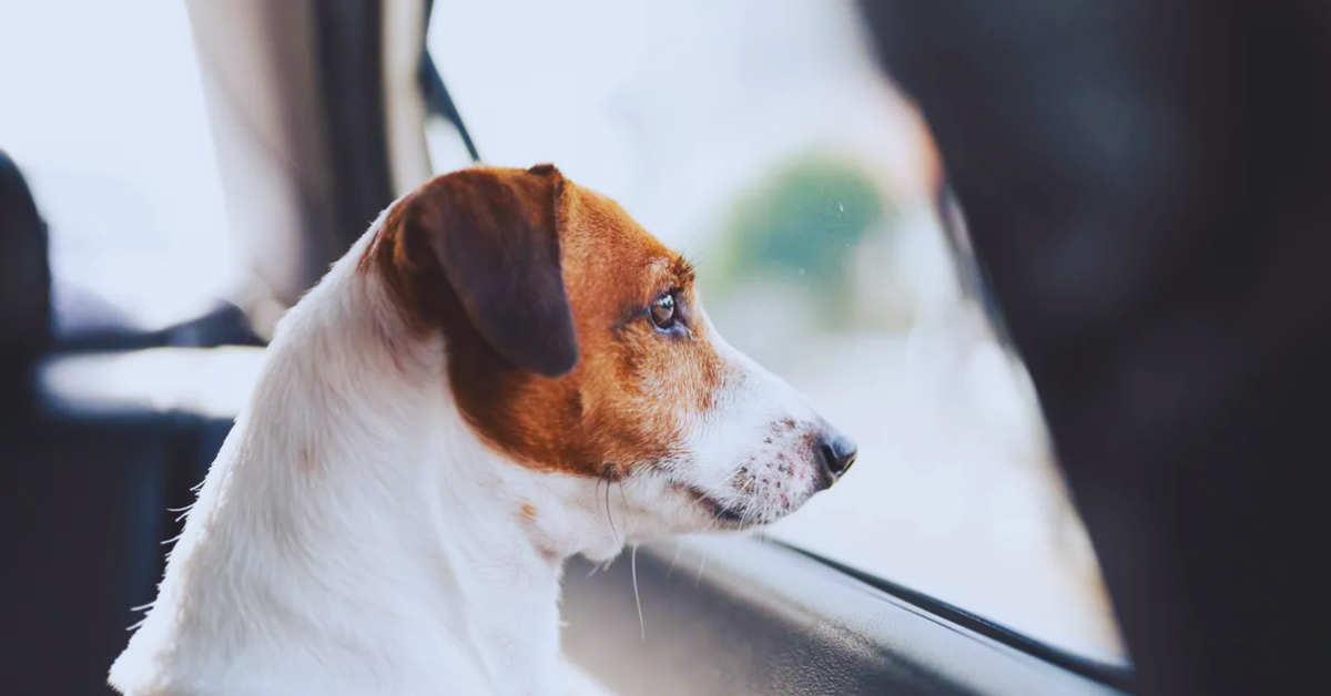 Hund anmelden SchrittfürSchritt Anleitung und wichtige Tipps zur Hundeanmeldung [2025]
