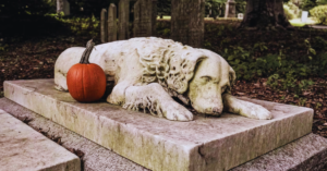 Hund im Garten begraben Ratschläge, Alternativen und würdige