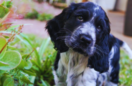 hund-abgeben