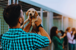 hund-adoptieren