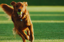 hund-gefunden-was-tun