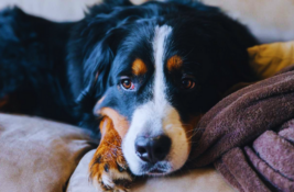 hund-gegen-depressionen
