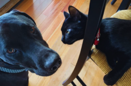 hund-gegen-katze-wer-gewinnt