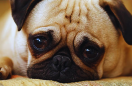 hund-ja-oder-nein