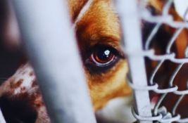 hund-tierschutz