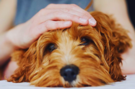 hund-tut-gut