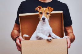 hund-verkaufen