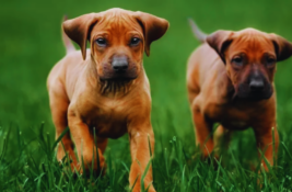 hund-verschenken