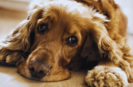 hund-zu-spaet-angemeldet