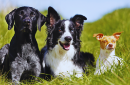 welcher-hund-passt-zu-mir-test