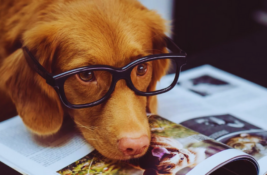 welcher-hund-passt-zu-welchem-sternzeichen
