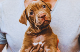 wie-gross-werden-hunde