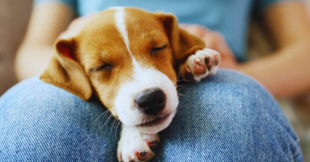 Wie groß wird mein Hund? Formel und Tipps zur Vorhersage der Endgröße deines Welpen [2025]