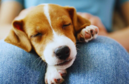 wie-gross-wird-mein-hund-formel