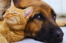 hund-oder-katze-schlauer