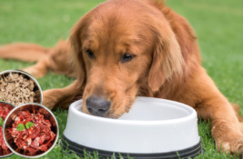 BARF Hundefutter Test