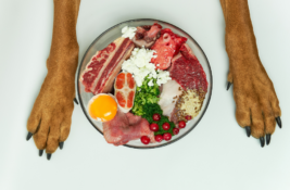 Bio Hundefutter Test