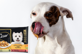 Cesar Hundefutter Test: Entdecke die Vorteile für deinen Hund's Gesundheit und Vitalität
