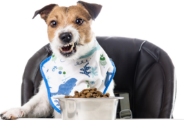 Frolic Hundefutter Test