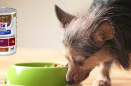 Hill's Hundefutter Test