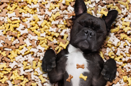 Hundefutter Testsieger