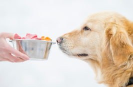 Hundefutter selber kochen Test