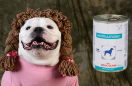 Hypoallergenes Hundefutter Test