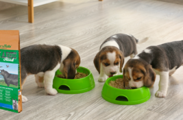Markus Mühle Hundefutter Test: Verbesserte Gesundheit und glänzendes Fell für deinen Hund