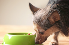Mjamjam Hundefutter Test