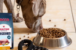 Rocco Hundefutter Test