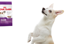 Royal Canin Hundefutter Test