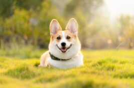 Auf den Hund gekommen - den Garten passend gestalten
