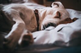 Einen passenden Schlafplatz für den Hund einrichten - was sollte man dabei berücksichtigen?