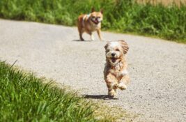 Vermisste Vierbeiner: Wie Detekteien bei der Suche nach entlaufenen oder gestohlenen Hunden helfen k...