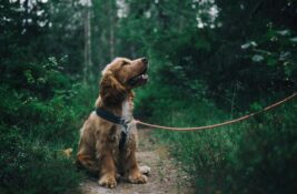 Zecken, Flöhe & Co.: Wie man Hunde effektiv schützt