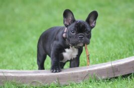 Bulldogge » Kraftpaket mit Herz